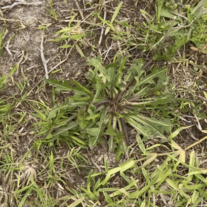 RootGrip™ – Arrache mauvaises herbes manuel ergonomique